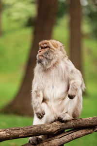 Lion sitting on wood