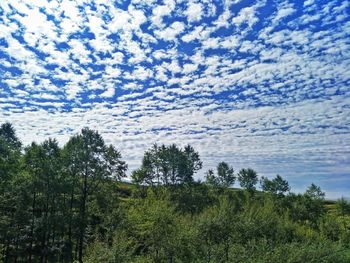 Low angle view of trees against sky