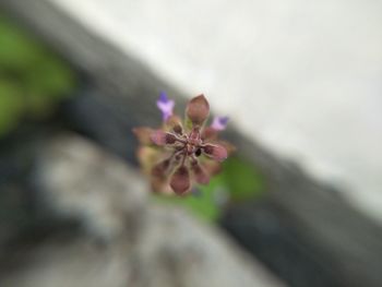 Close-up of flower