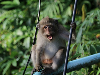 Portrait of monkey with mouth open sitting in forest