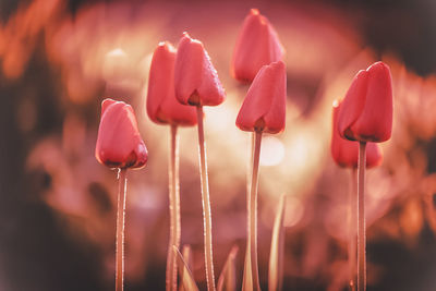 Close-up of red tulip flowers on field