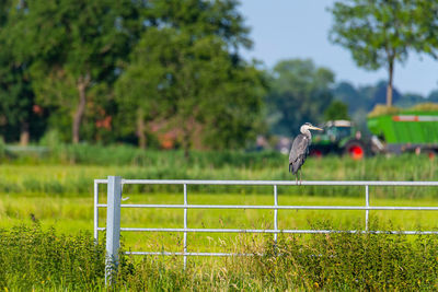 Bird on field