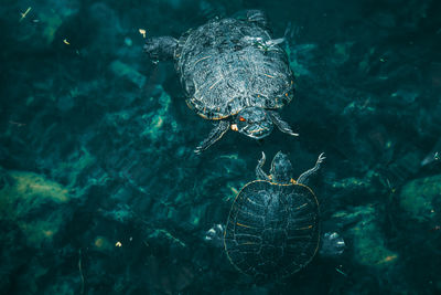 Two turtles swimming in a pond in public park in fukuoka city