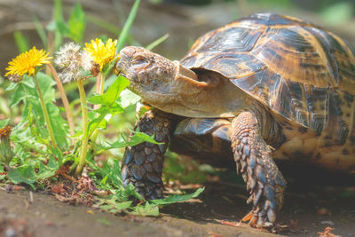 Close-up of turtle on field