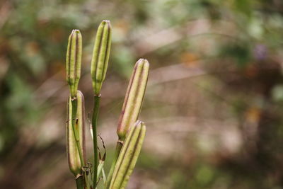 plant