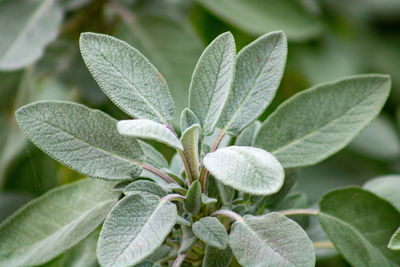 Close-up of plant leaves