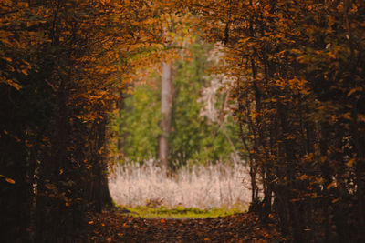 Trees in forest during autumn