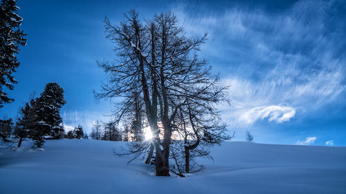 Bare trees on snow covered land against sky