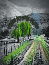 Panoramic view of agricultural field