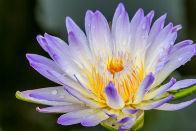 Close-up of purple crocus flower