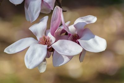 Close-up of white flowering plant