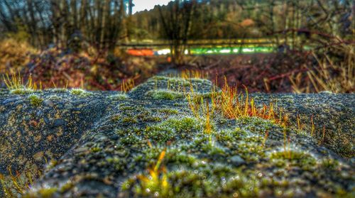 Surface level of plants