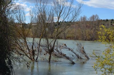 Reflection of bare trees in river