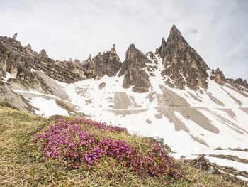 Contrast of pink twigs heather bushes with cold sharp peaks of rocks. spring come to dolomites