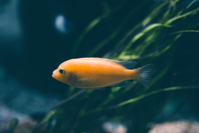 Close-up of fish swimming in sea