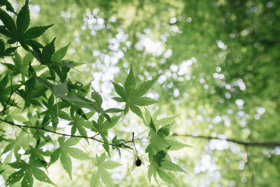 Low angle view of leaves on tree branches 