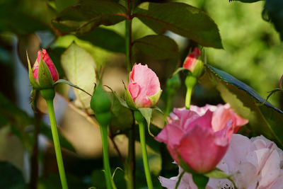 Close-up of pink flowers blooming outdoors