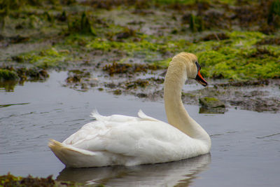 Birds in calm lake