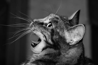 Close-up side view of cat yawning