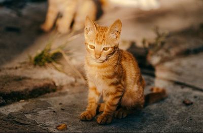 Portrait of cat sitting outdoors