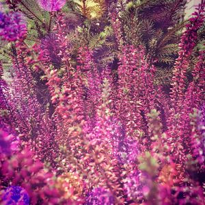 Full frame shot of purple flowers