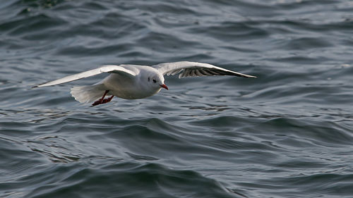 Seagull flying over sea