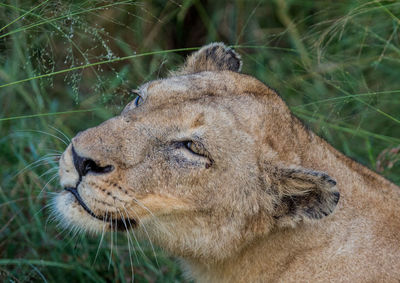 Close-up of a cat looking away