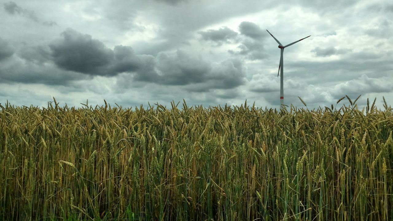 SCENIC VIEW OF CORN FIELD AGAINST SKY