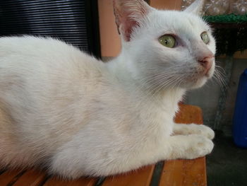 Close-up portrait of cat