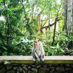 Cat sitting on a tree