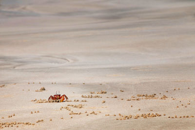 View of crab on sand