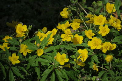 Close-up of yellow flowering plants on field