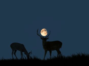 Silhouette deer standing on field against sky at night