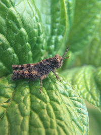 Close-up of insect on leaf