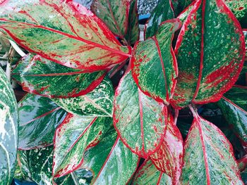 Close-up of autumn leaves