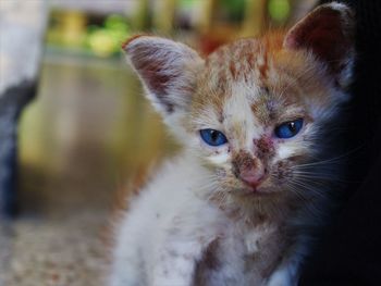 Close-up portrait of a kitten