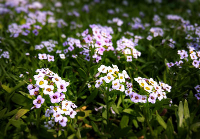 Close-up of purple flowering plants in park