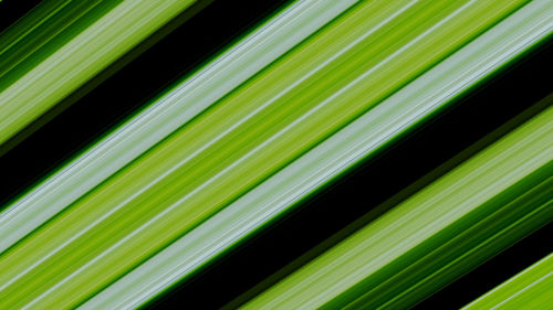 Full frame shot of palm leaves