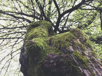 Low angle view of trees