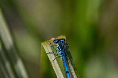 Close-up of damselfly on green leaf