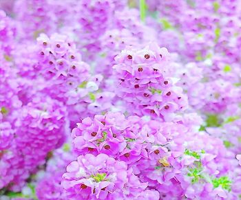 Close-up of pink flowering plant