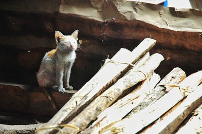 Cat sitting on wood