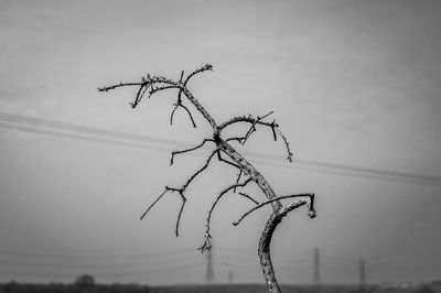 Low angle view of silhouette plant against sky