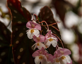 Close-up of pink flowering plant