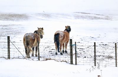 Flock of sheep on snow covered land