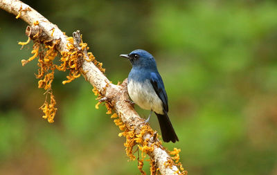 Close-up of bird perching on a branch