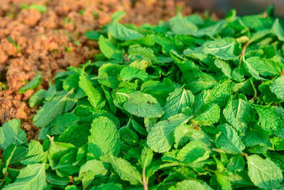 Close-up of fresh green leaves