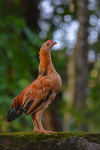 Close-up of chicken perching on retaining wall