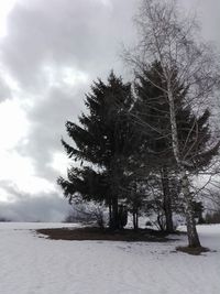 Trees on snow covered landscape against sky