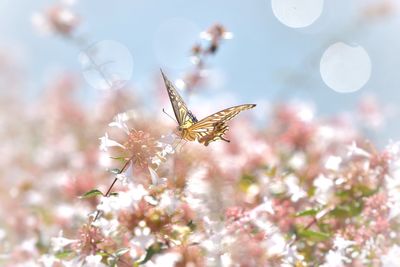 Close-up of butterfly pollinating on cherry blossom